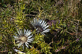 Riedberger Horn (5v9)_t.jpg